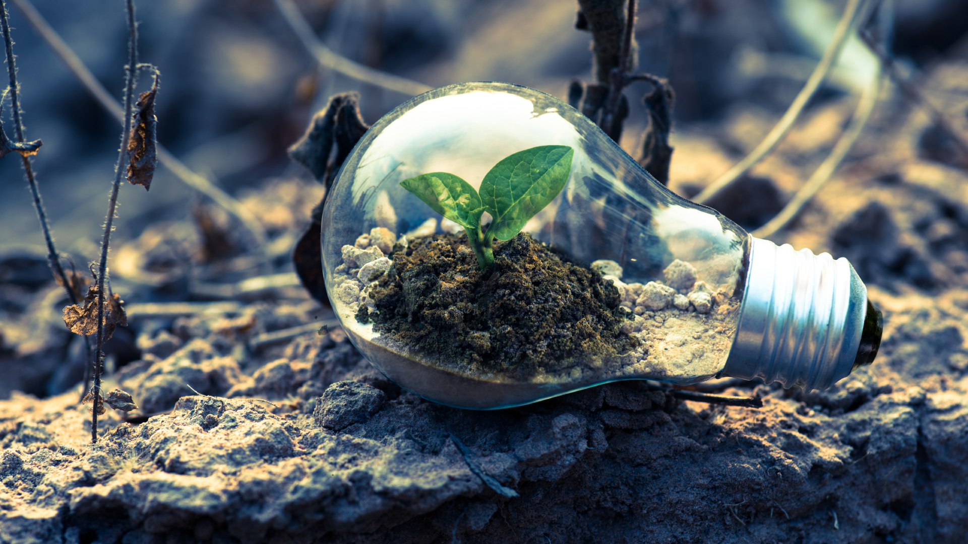 Accenture y Salesforce unidos por la sostenibilidad